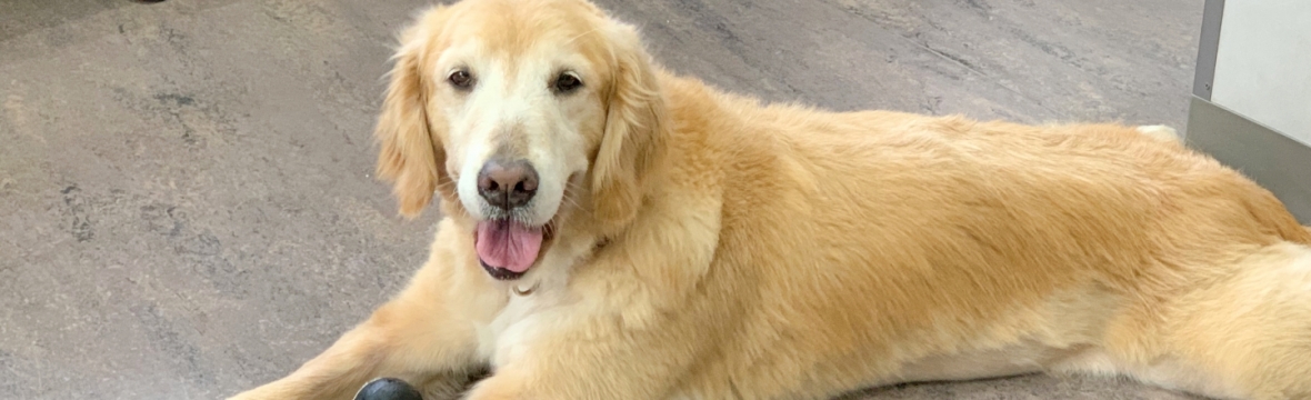 輸血について 犬 猫 フェレット献血にご協力を 日本動物救急医療センター 日本動物救急医療センター