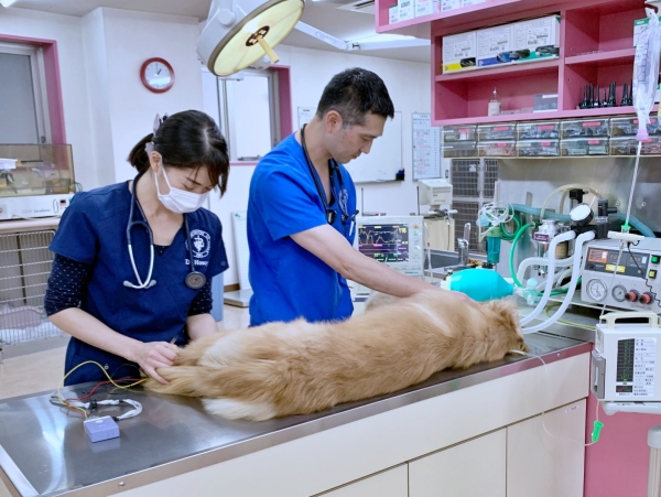 救急で運び込まれた犬を診療する救急動物病院の医師達